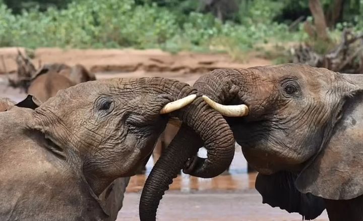 [서울=뉴시스] 아프리카 사바나 코끼리들이 사람처럼 서로의 이름을 부르며 소통한다는 연구 결과가 발표됐다. (사진=데일리메일 캡처) *재판매 및 DB 금지