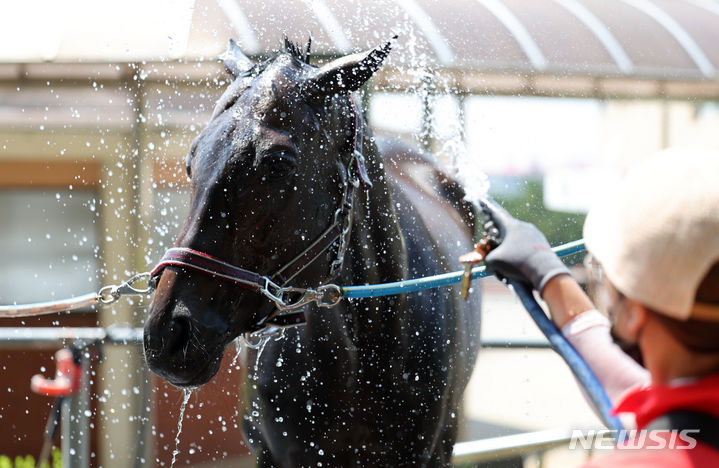 [대구=뉴시스] 이무열 기자 = 폭염이 연일 계속된 11일 대구 달서구 대덕승마장에서 교관이 말에게 시원한 물을 뿌리며 더위를 식혀주고 있다. 2024.06.11. lmy@newsis.com