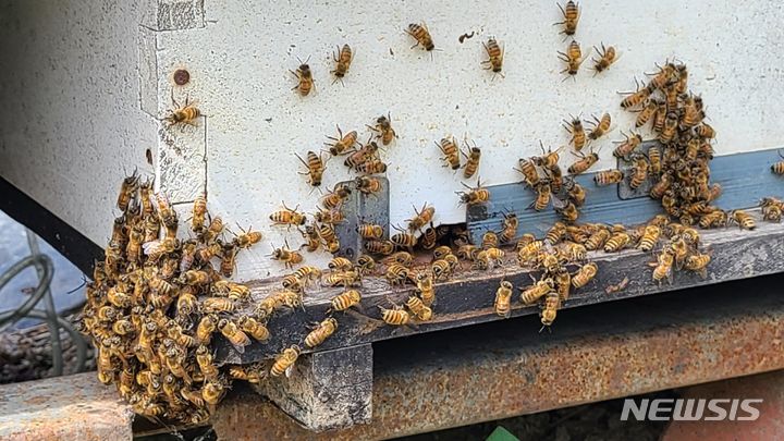 경남도, 서부경남 5개 군에 50㏊ 규모 밀원 숲 조성