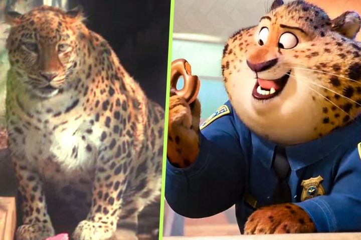 [서울=뉴시스] 중국에서 디즈니 애니메이션 영화 '주토피아'에 등장하는 캐릭터와 흡사한 외모로 인기를 끌었던 '뚱보 표범'이 다이어트에 실패했다는 소식이 알려져 화제다. (사진=SCMP 캡처) *재판매 및 DB 금지