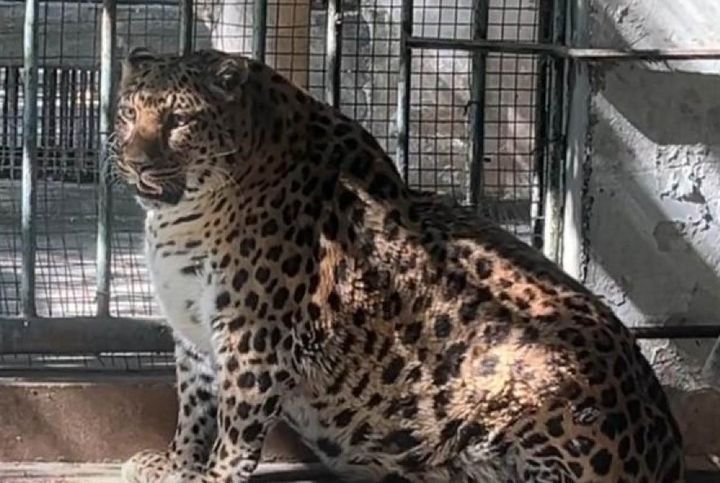 [서울=뉴시스] 중국에서 디즈니 애니메이션 영화 '주토피아'에 등장하는 캐릭터와 흡사한 외모로 인기를 끌었던 '뚱보 표범'이 다이어트에 실패했다는 소식이 알려져 화제다. (사진=SCMP 캡처) *재판매 및 DB 금지