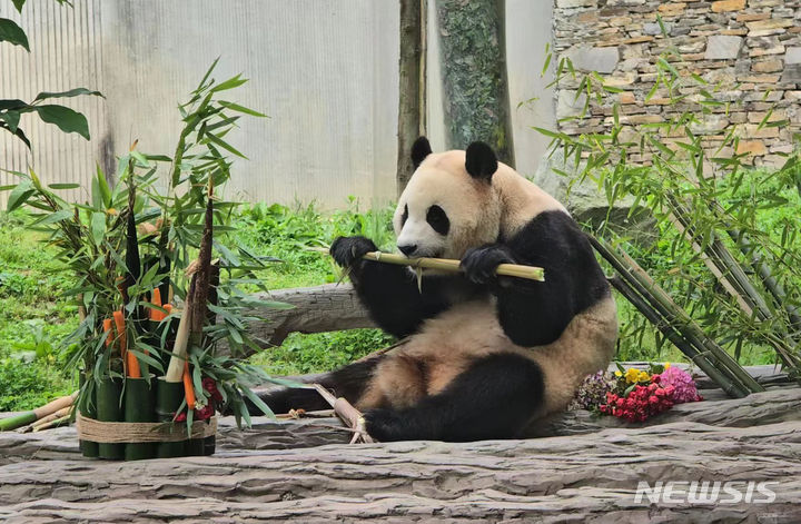 푸바오 동생 우치동물원 입주하나…기후장관, 판다 도입 선제 점검
