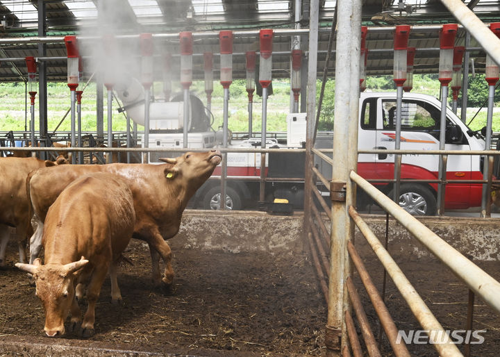 [광주=뉴시스] 박기웅 기자 = 12일 연일 이어지는 무더위 속에 광주 북구청 시장산업과 동물정책팀 직원들이 장등동 한 축사에서 살수차를 이용해 물을 뿌려 내부온도를 낮추고 있다. 2024.06.12. pboxer@newsis.com