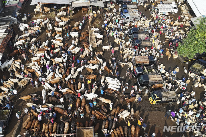 [종골=AP/뉴시스] 13일(현지시각) 인도네시아 서자바주 종골의 한 축산시장에서 사람들이 이드 알 아드하 명절을 앞두고 제물로 사용할 소와 염소 등을 팔고 있다. '이드 알 아드하'는 아브라함이 신의 뜻에 따라 아들인 이스마엘을 제물로 바치기 위해 목을 베려는 순간 그의 믿음을 본 하느님이 아들 대신 양을 제물로 바치라고 한 것에서 유래한 것으로 이 기간에 무슬림들은 양과 소, 낙타 등을 제물로 바친 후 그 고기를 가난한 이웃, 친구들과 나눈다. 세계 최대의 이슬람 국가인 인도네시아는 오는 17일 '이드 알 아드하'를 맞는다. 2024.06.13.