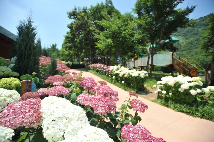 [진주=뉴시스]월아산 숲속의 진주, 제3회 수국축제 15~16일 개최. *재판매 및 DB 금지