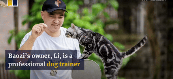 [서울=뉴시스] 12일 홍콩 사우스차이나모닝포스트(SCMP)에 따르면 중국에 사는 고양이 '바오지'(Baize)가 스케이트보드를 타고 10미터를 가장 빠르게 질주해 기네스 세계 기록을 깨뜨렸다. (사진=SCMP 보도 갈무리) *재판매 및 DB 금지