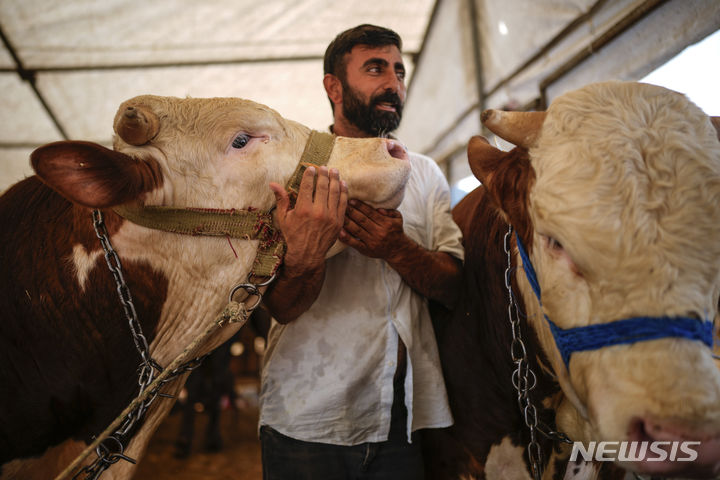 [이스탄불=AP/뉴시스] 13일(현지시각) 튀르키예 이스탄불의 야외 가축시장에서 한 상인이 '이드 알 아드하'를 앞두고 소를 판매하고 있다. 전 세계 이 기간에 양과 소 등을 제물로 바친 후 그 고기를 가난한 이웃, 친구들과 나눈다. 2024.06.14.