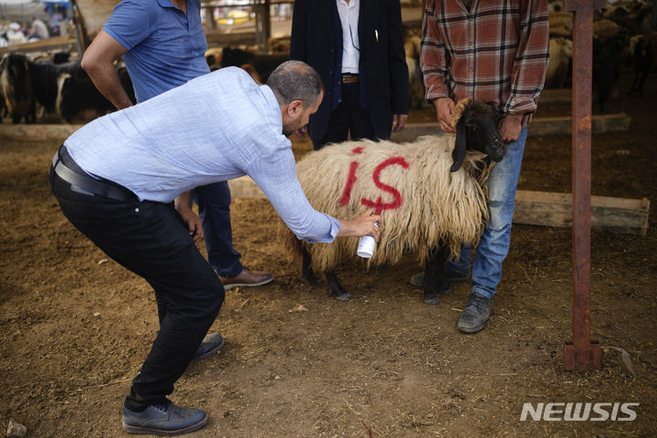 [이스탄불=AP/뉴시스] 13일(현지시각) 튀르키예 이스탄불의 야외 가축시장에서 한 상인이 '이드 알 아드하'를 앞두고 판매를 완료한 양에 스프레이로 표시하고 있다. 전 세계 이 기간에 양과 소 등을 제물로 바친 후 그 고기를 가난한 이웃, 친구들과 나눈다. 2024.06.14.