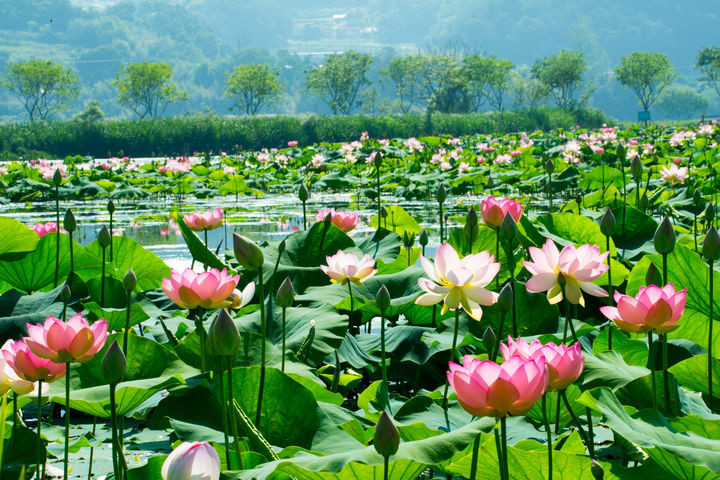 [거창=뉴시스] 거창군청 거창창포원 *재판매 및 DB 금지 *재판매 및 DB 금지