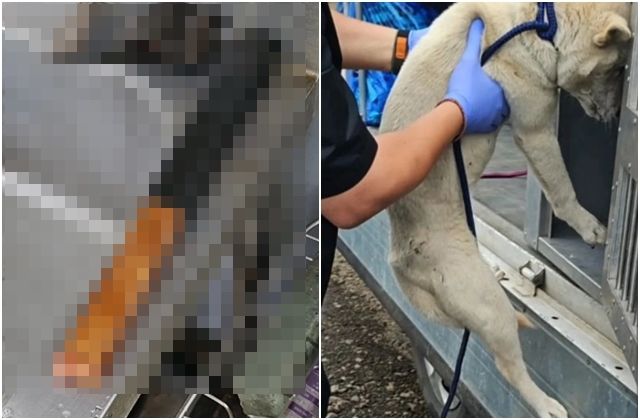 [서울=뉴시스] 60대 A씨가 키우던 개를 도살할 때 사용한 것으로 추정되는 도끼. 오른쪽 사진은 살아남은 A씨의 반려견 두 마리 중 백구. (사진=인스타그램 갈무리) *재판매 및 DB 금지