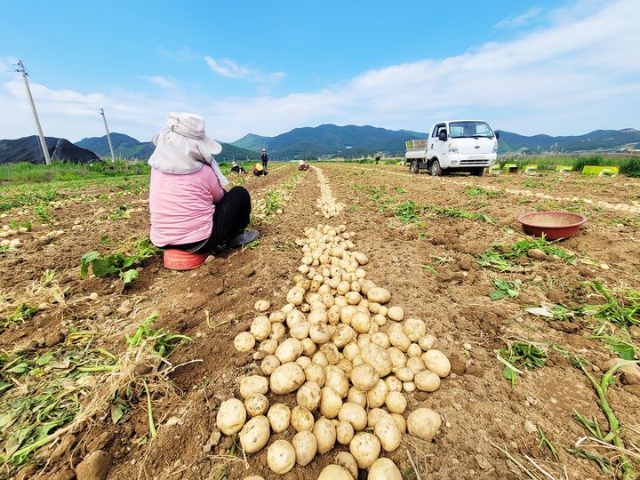 [보성=뉴시스] 햇감자 수확 중인 전남 보성군 회천면 농민. (사진 = 보성군 제공). 2024.06.14. photo@newsis.com  *재판매 및 DB 금지