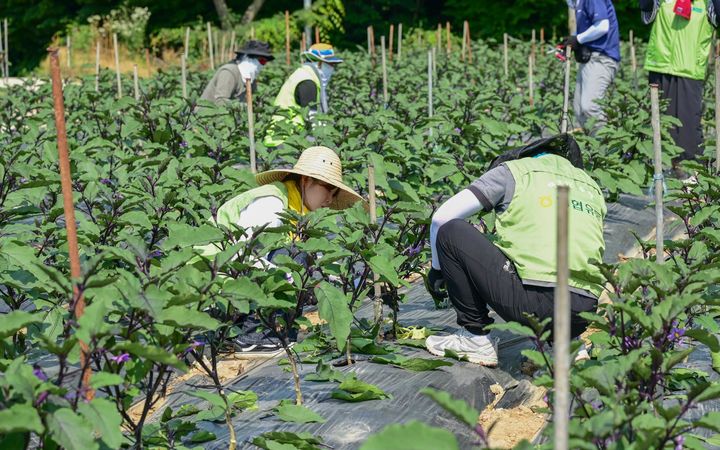 [서울=뉴시스] 사진은 지난해 6월 14일 안양원예농협 관내 가지 농가에서 농협하나로유통·농협유통 임직원들이 가지 순자르기 등 일손 돕기 봉사활동을 하고 있는 모습. (사진=농협유통 제공) 2024.06.14. photo@newsis.com *재판매 및 DB 금지