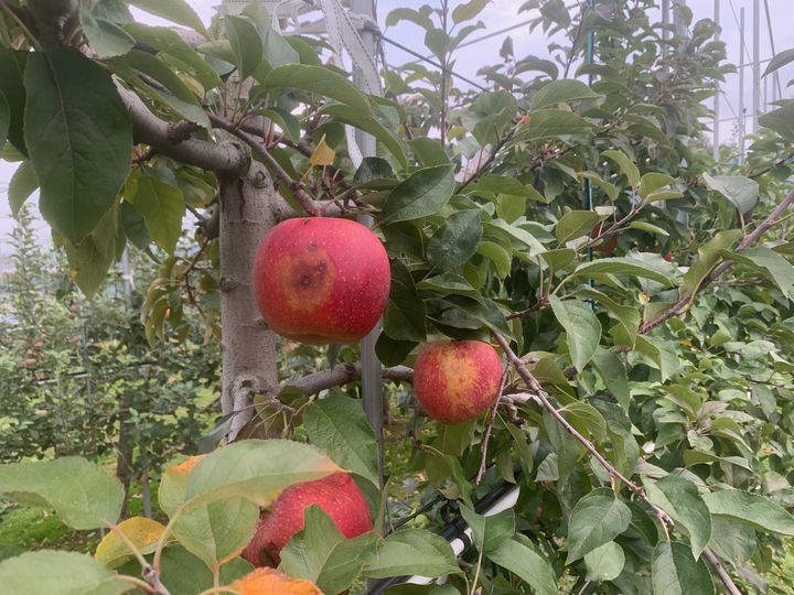 탄저병에 감염된 사과. (사진=충북농업기술원 제공) *재판매 및 DB 금지