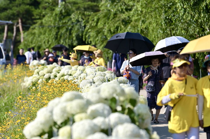 [공주=뉴시스] 제3회 공주 유구색동수국정원 꽃 축제 모습.(사진=공주시) 2024.06.17. *재판매 및 DB 금지