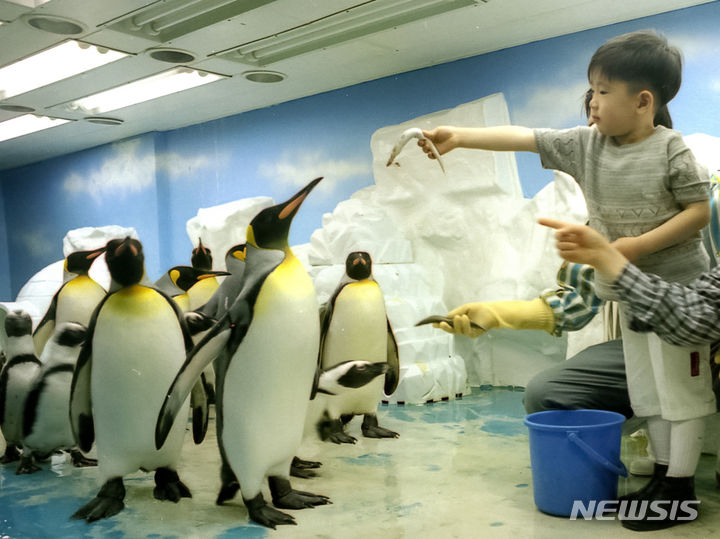 [서울=뉴시스] 63씨월드에서 한 아이가 펭귄 먹이주기 체험을 하고 있다. (사진= 한화호텔앤드리조트 제공)