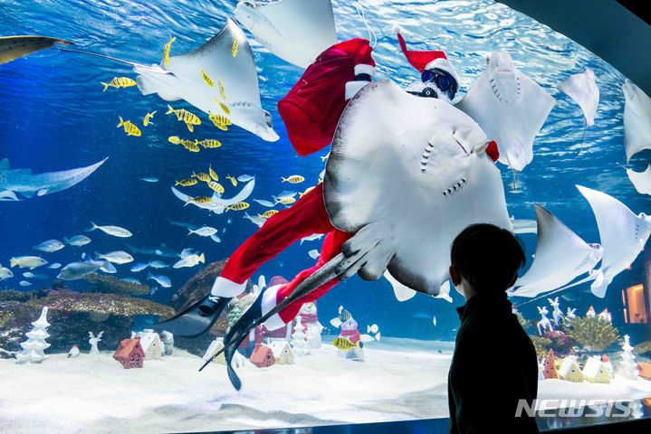 [서울=뉴시스] 아쿠아플라넷63에서 한 아이가 크리스마스 기념 피딩쇼를 바라보고 있다. (사진= 한화호텔앤드리조트 제공)