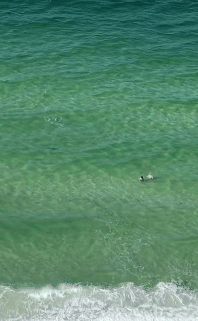 [서울=뉴시스] 미국 플로리다주 해변에서 10대 소녀가 상어의 공격을 받아 손과 다리를 잃은지 불과 일주일 만에 상어가 다시 출몰해 충격을 주고 있다. (사진=더선 캡처) *재판매 및 DB 금지 *재판매 및 DB 금지