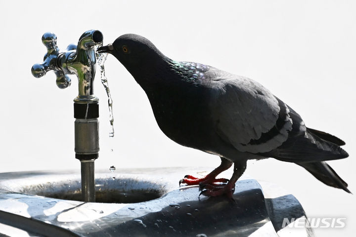 [인천=뉴시스] 음수대에서 물 마시는 비둘기. (사진=뉴시스DB) 2025.03.06. photo@newsis.com *사진은 기사와 직접 관련 없음