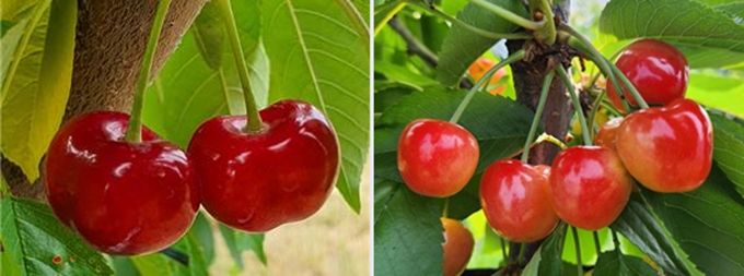 충북농업기술원이 충북 유망 체리 품종으로 선정한 브룩스(왼쪽)와 레이니어 품종. (사진=충북농업기술원 제공) *재판매 및 DB 금지