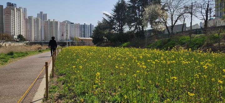 [양산=뉴시스] 회야강 산책로 유채꽃 조성지 전경. (사진=양산시 제공) 2024.06.19. photo@newsis.com *재판매 및 DB 금지