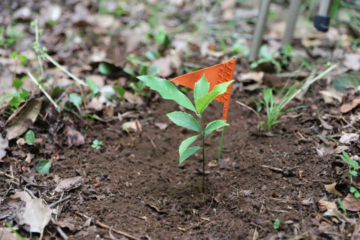제주곶자왈도립공원에 이식한 개가시나무 (사진=한국수목원정원관리원 제공) *재판매 및 DB 금지