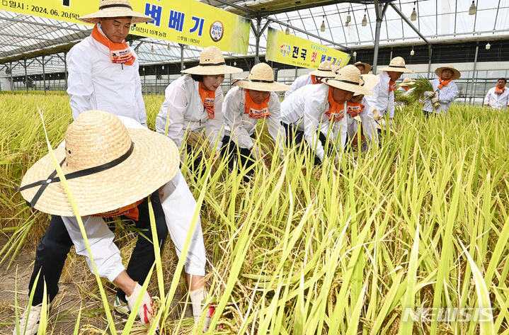 [이천=뉴시스] 김종택 기자 = 절기상 하지를 하루 앞둔 20일 경기도 이천시 호법면 안평리의 한 비닐하우스 논에서 '임금님표 이천쌀' 전국 첫 벼베기 행사가 열려 참석자들이 벼를 베고 있다. 2024.06.20. jtk@newsis.com