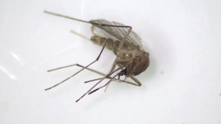 [안동=뉴시스] 일본뇌염 매개 모기. (사진=경북도 제공) 2024.06.21 *재판매 및 DB 금지