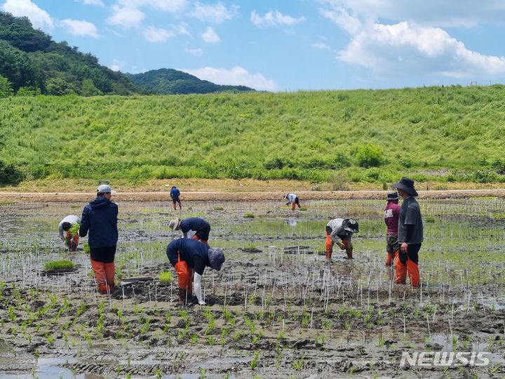 [괴산=뉴시스] 연종영 기자 = 충북 괴산군 농업기술센터 직원과 청년농업인단체 회원들이 문광면 신기리 778번지 일원에서 유색벼를 심고 있다. 괴산군은 올해 갑진년을 상징하는 '용'을 소재로 유색벼 논그림을 조성한다고 21일 밝혔다. (사진=괴산군 제공) 2024.06.21. photo.newsis.com *재판매 및 DB 금지