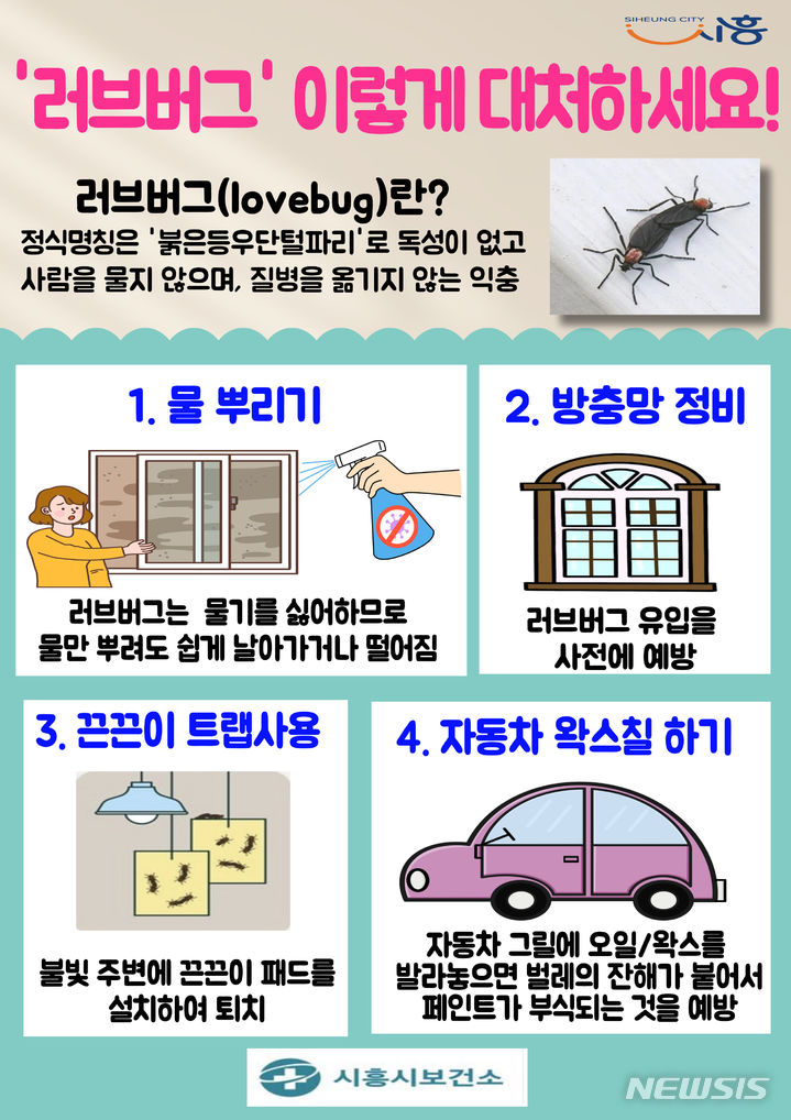 [시흥=뉴시스] 러브버그 대처 안내문. (안내문=시흥시 제공).