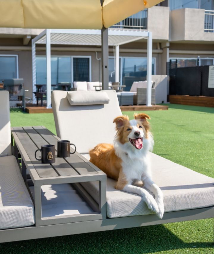 켄싱턴 리조트 펫 서비스. (사진=켄싱턴호텔앤리조트 제공) *재판매 및 DB 금지