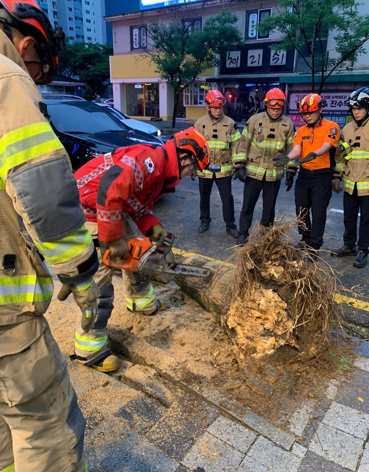 [광주=뉴시스] 지난 22일 오후 광주 서구 쌍촌동의 가로수가 비로 인해 쓰러지면서 차량 2대가 파손됐다. 소방당국이 안전조치 하고 있다. (사진=독자제공). photo@newsis.com *재판매 및 DB 금지