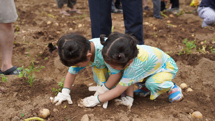 [서산=뉴시스] 지난 23일 서산 팔봉산어울림마당 일원에서 열린 제23회 팔봉산감자축제를 찾은 아이들이 밭에서 감자캐기 체험을 하고 있다. (사진=뉴시스 DB). photo@newsis.com *재판매 및 DB 금지