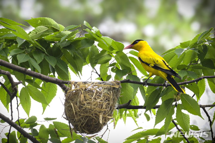 긍정적인 사건의 전조로 여긴다는 길조 꾀꼬리가 남원글로컬캠퍼스 부지인 남원시 광치동 옛 서남대 정문 앞에 둥지를 튼 모습. *재판매 및 DB 금지