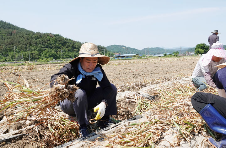 [창녕=뉴시스] 성낙인 군수가 양파수확 농촌일손돕기를 하고 있다. (사진=창녕군 제공) 2024.06.25. photo@newsis.com *재판매 및 DB 금지