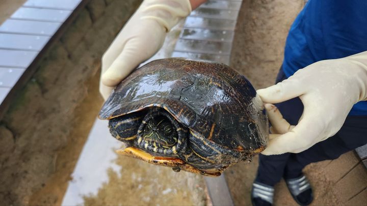 [청주=뉴시스] 충북 청주시 두꺼비생태공원 내 원흥이방죽에서 포획한 '리버쿠터'. (사진=청주시 제공) 2024.06.25. photo@newsis.com *재판매 및 DB 금지
