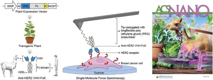 [서울=뉴시스] 식물 기반 나노바디 항체치료제 생산 과정과 단분자 힘 현미경 측정 모식도 및 ACS Nano 표지 이미지 (사진=중앙대 제공) *재판매 및 DB 금지