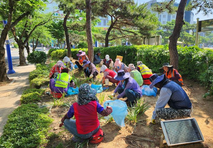 [창녕=뉴시스] 창녕군이 공공근로사업을 하고 있다. (사진=창녕군 제공) 2024.06.29. photo@newsis.com *재판매 및 DB 금지