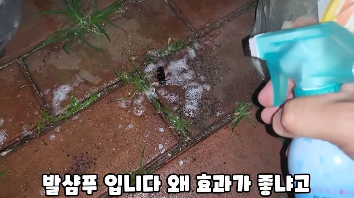 [서울=뉴시스] 발을씻자로 바퀴벌레를 잡는 영상 (사진=국가대표 쩔템 유튜브 영상 캡처) 2024.06.28. photo@newsis.com *재판매 및 DB 금지