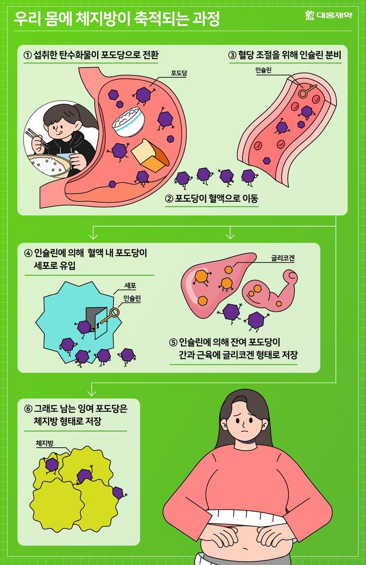 체지방 축적과 식단 관계