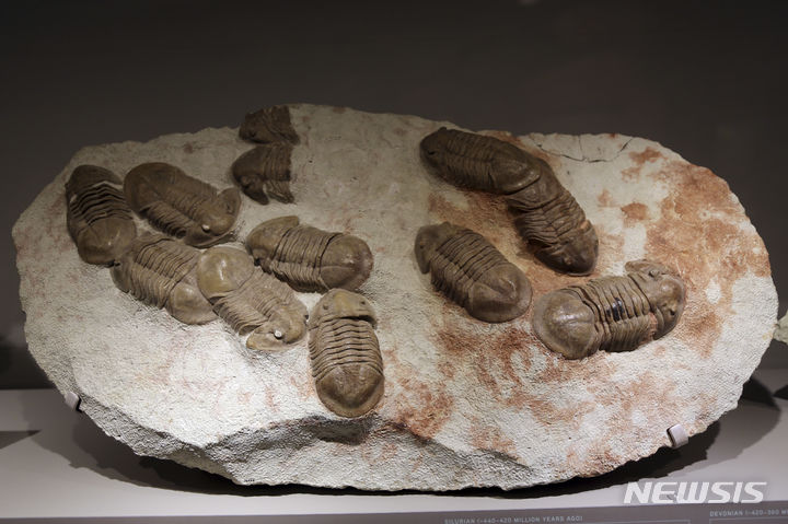 [뉴욕=AP/뉴시스]미국 뉴욕 자연사박물관에 전시돼있는 삼엽충 화석의 모습. 2013.6.13.