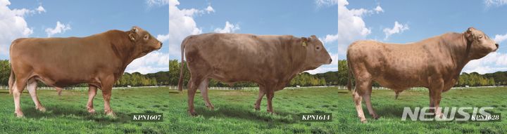 [전주=뉴시스]윤난슬 기자 = 형질별 유전능력 우수 한우 보증씨수소.(사진=농진청 제공)