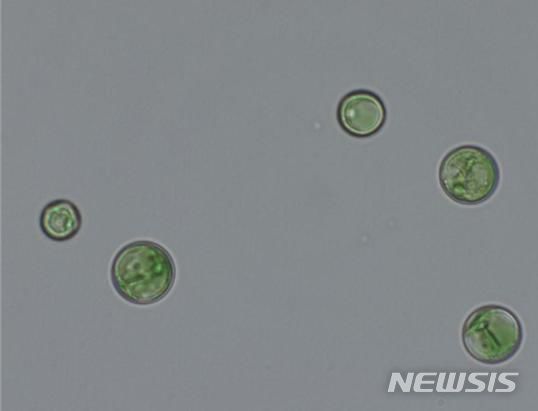 [서울=뉴시스] 클로렐라 글로리오사(Chlorella gloriosa) MABIK LP119 광학현미경 사진.
