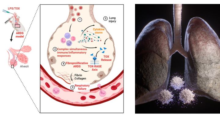 [서울=뉴시스] 호흡기 손상, 폐 섬유화증을 유도하는 TOX-RAGE 신호전달 기전 (사진=성균관대 제공) *재판매 및 DB 금지