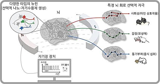 [대전=뉴시스] 나노-MIND 기술 개요도. 나노-MIND 기술로 특정 뉴런과 뇌 회로를 선택적으로 제어해 동물의 감정, 사회성, 생존 욕구 등 고차원적 뇌 기능을 자유자재로 조절할 수 있다.(사진=IBS 제공) *재판매 및 DB 금지