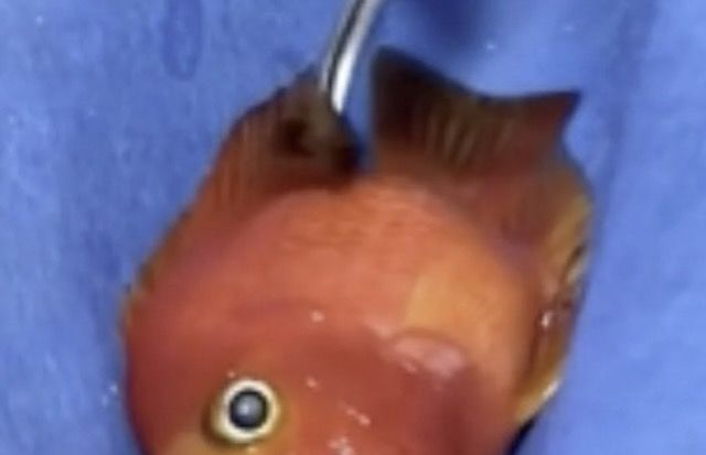 [서울=뉴시스] 8일 홍콩 사우스차이나모닝포스트(SCMP)에 따르면 중국 광동성 광저우에 사는 린 모씨는 최근 5년간 키운 애완 물고기 시클리드 혈앵무(열대어의 종류 중 하나)의 수술비로 470위안(한화 약 10만원)을 지불했다. (사진=SCMP 보도 갈무리) *재판매 및 DB 금지