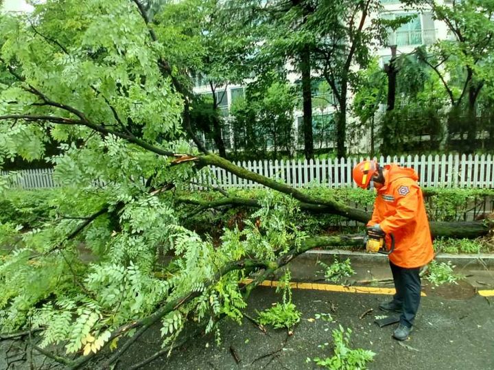 [대전=뉴시스]대전 서구 관저동 한 도로에 가로수가 쓰러져 소방대원이 안전조치를 취하고 있다. 2024. 07. 08  *재판매 및 DB 금지