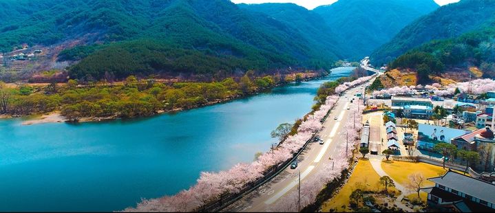 [대전=뉴시스] 모범 도시숲으로 인증받은 화개 십리벚꽃길의 모습.(사진=산림청 제공) *재판매 및 DB 금지