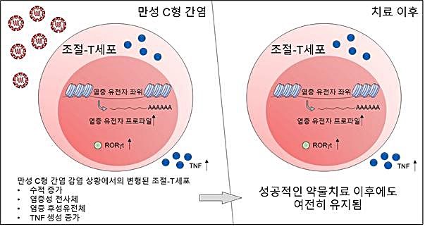 [대전=뉴시스] IBS가 공동연구를 통해 만성 C형 간염 환자의 항바이러스제 약물치료 이후에도 조절 T세포에 염증성 흔적이 남는다는 사실을 확인했다.(사진=IBS 제공) *재판매 및 DB 금지