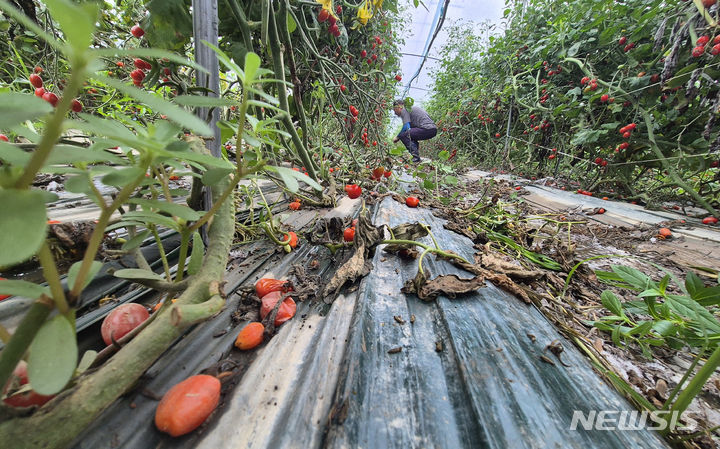 [익산=뉴시스] 김얼 기자 = 전북 지역 곳곳에 호우주의보가 내린 9일 전북 익산시 망성면에서 한 농부가 비에 잠긴 방울토마토 비닐하우스 내부를 살펴보고 있다. 2024.07.09. pmkeul@newsis.com