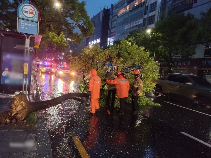 [대구=뉴시스] 이날 오전 5시1분께 대구 달서구 계명대 동문 일대 버스정류장 앞에서 나무가 뿌리째 쓰러져 소방당국이 안전조치를 완료했다. (사진=대구소방안전본부 제공) 2024.07.10. photo@newsis.com *재판매 및 DB 금지